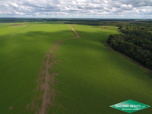 261 Ac Irrigated Farm : Tallulah : Madison Parish : Louisiana