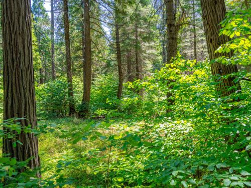 Cedar Springs Estate : Pollock Pines : El Dorado County : California