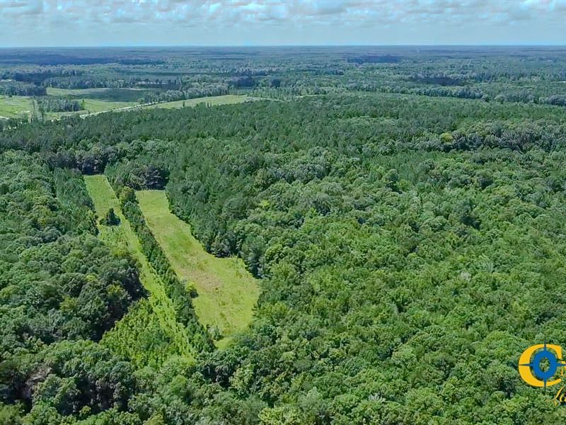 Grayfield Farm : Lodge : Colleton County : South Carolina