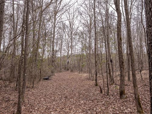 Central MS Hunting And Timber : Carthage : Leake County : Mississippi
