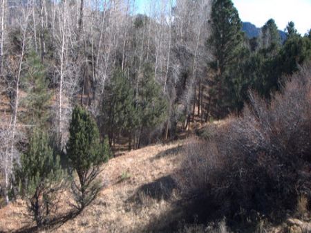 20 Acres Surrounded By Conservation : Buena Vista : Chaffee County : Colorado