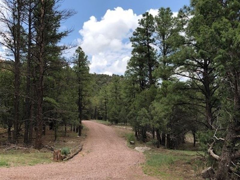 Rare White Mountains Offering : Nutrioso : Apache County : Arizona