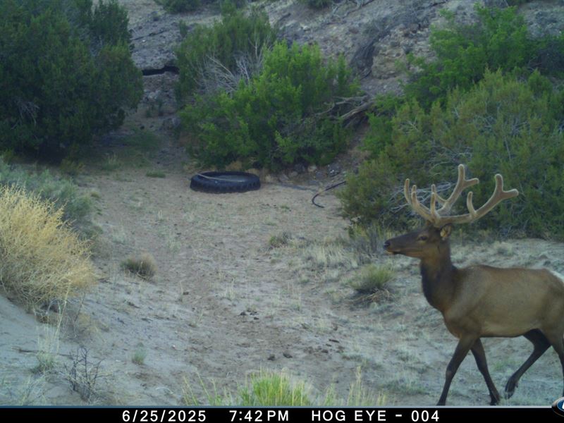 A Lazy A Ranch : Quemado : Cibola County : New Mexico