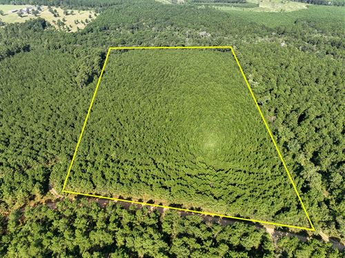21 Acres, Shady Grove Road : Woodville : Tyler County : Texas