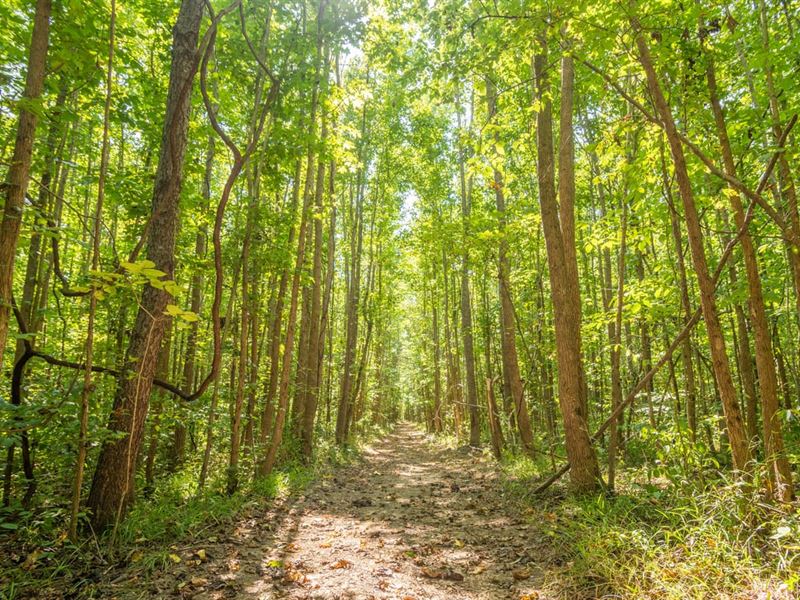 33 Acres for Sale in Stoddard Co, Ranch for Sale in Missouri, 381850