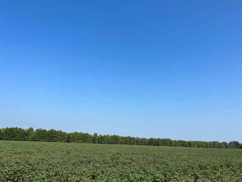 37.4 Acres in Quitman County, MS : Marks : Quitman County : Mississippi