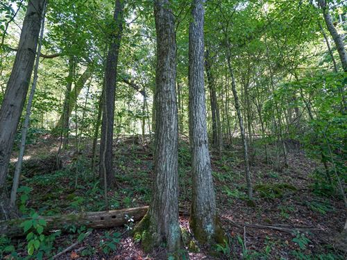Johnson Run Rd 23 Acres : Kimbolton : Guernsey County : Ohio