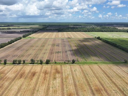 Bunnell 40 Acre Farm : Bunnell : Flagler County : Florida