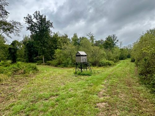 150 Acres In Winston County, MS : Louisville : Winston County : Mississippi