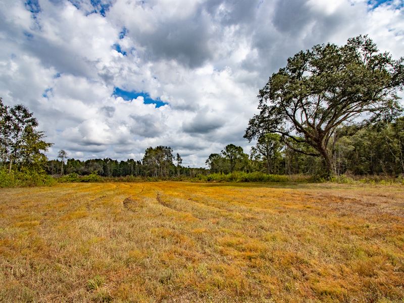 153 Ac Recreation Timber Investment, Ranch for Sale in Florida, 384156