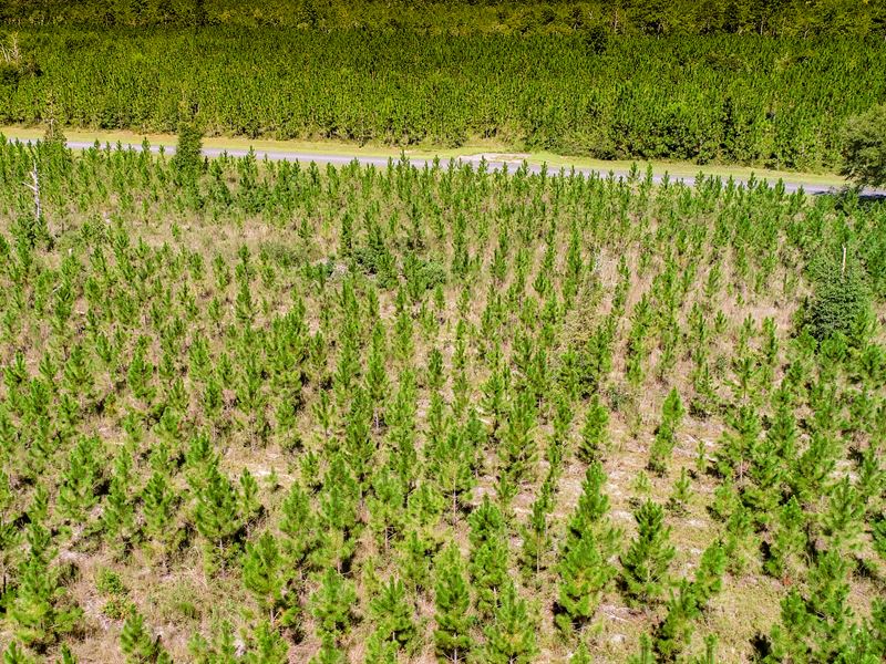 39 Ac Burnt Bridge Farm East Homes, Ranch for Sale in Florida, 384179