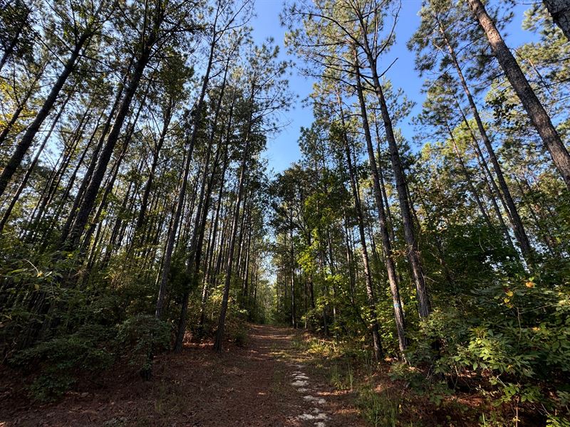 106 Acre Pine Plantation, Talla : Jacksons Gap : Tallapoosa County : Alabama