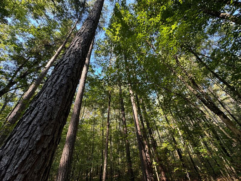 106 Acre Pine Plantation, Talla : Jacksons Gap : Tallapoosa County : Alabama