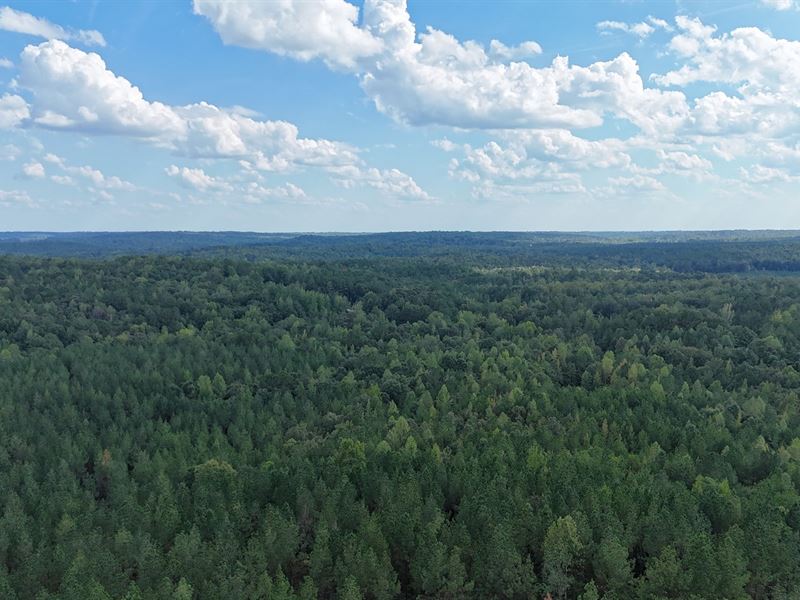70 Ac, Managed Pine Plantation : Camp Hill : Tallapoosa County : Alabama