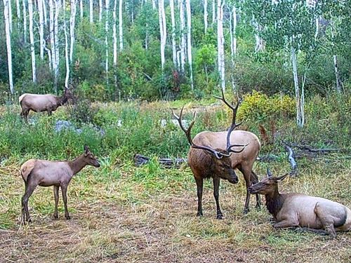 Buckhorn Lakes Hunting Ranch : Montrose : Colorado