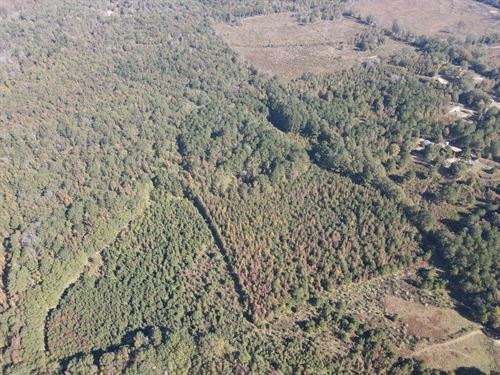 20 Acres In Leake County, MS : Carthage : Leake County : Mississippi