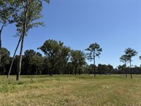 62 Acres in Micanopy, Florida : Micanopy : Marion County : Florida
