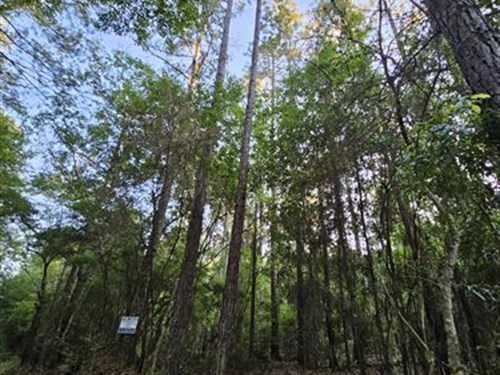 Good Timber with Some Cultivation : Kinston : Geneva County : Alabama