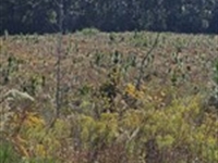 157 Acres with Planted Longleaf : Walker Springs : Clarke County : Alabama