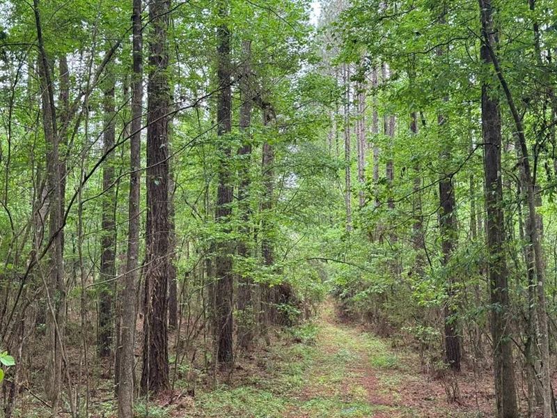 45 Acre Timberland Hunting Lincoln : Bogue Chitto : Lincoln County : Mississippi