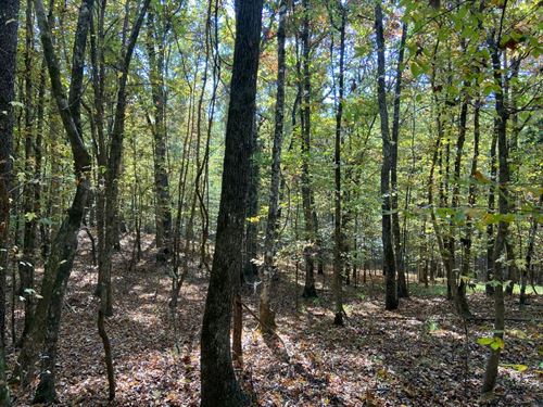 86 Acres In Lafayette County, MS : Oxford : Lafayette County : Mississippi