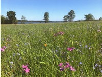 McMillan 10 : Lewisville : Lafayette County : Arkansas