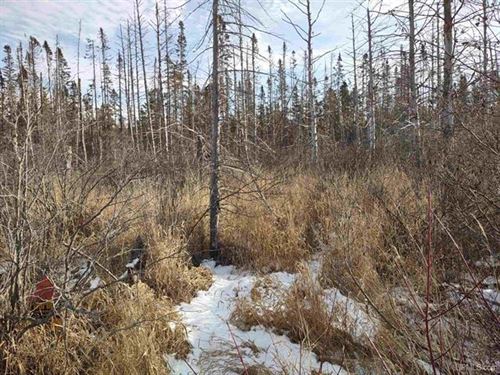 Michigan 80 Acre Property : Chassell : Houghton County : Michigan