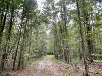 Chitlin Switch Hunting And Timber : Alberta : Dallas County : Alabama