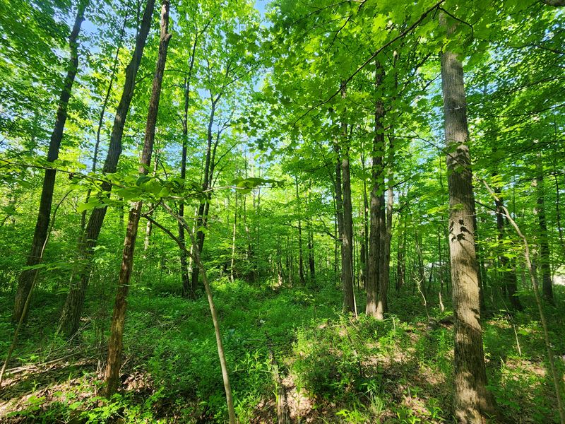 Chemung County Hunting Property : Erin : Chemung County : New York