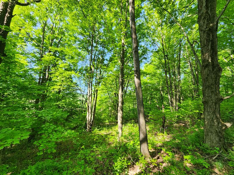Perfect for Southern Tier Hunters : Erin : Chemung County : New York