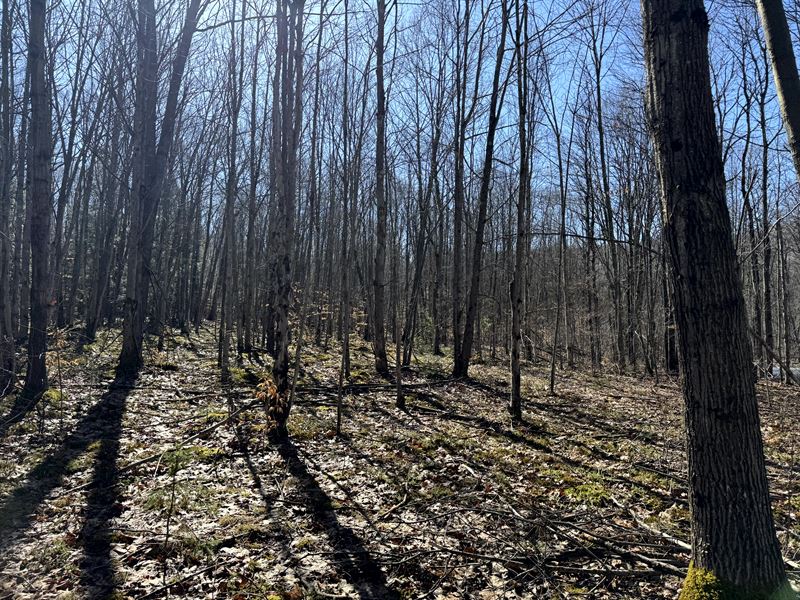 Oak Meadows : Erin : Chemung County : New York