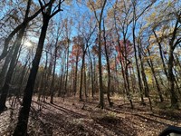 Hatton Timber And Rec Tract : Hatton : Lawrence County : Alabama