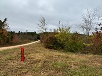 Diverse Land Opportunities, Up to : Hamilton : Marion County : Alabama
