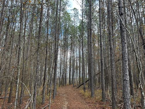 64.06 Acres In Rankin County, MS : Lena : Rankin County : Mississippi