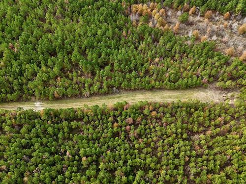 17 Acre Homesite And Hunting Pro : Jena : La Salle Parish : Louisiana