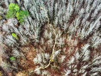 One Equity Share on 940 Acres at Lo : Grenada : Mississippi