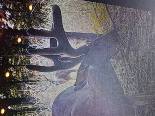 La, Tensas 1196 Acres : Saint Joseph : Tensas Parish : Louisiana