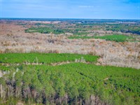 Blackwater Tracts : Little Rock : Dillon County : South Carolina