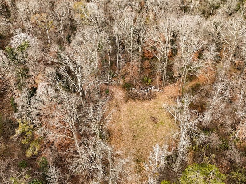 Prime Big Buck & Turkey Tract Near : Vicksburg : Warren County : Mississippi