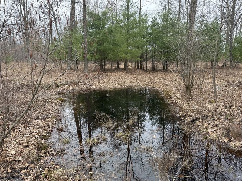 80 Acres in Sears, Michigan : Sears : Osceola County : Michigan