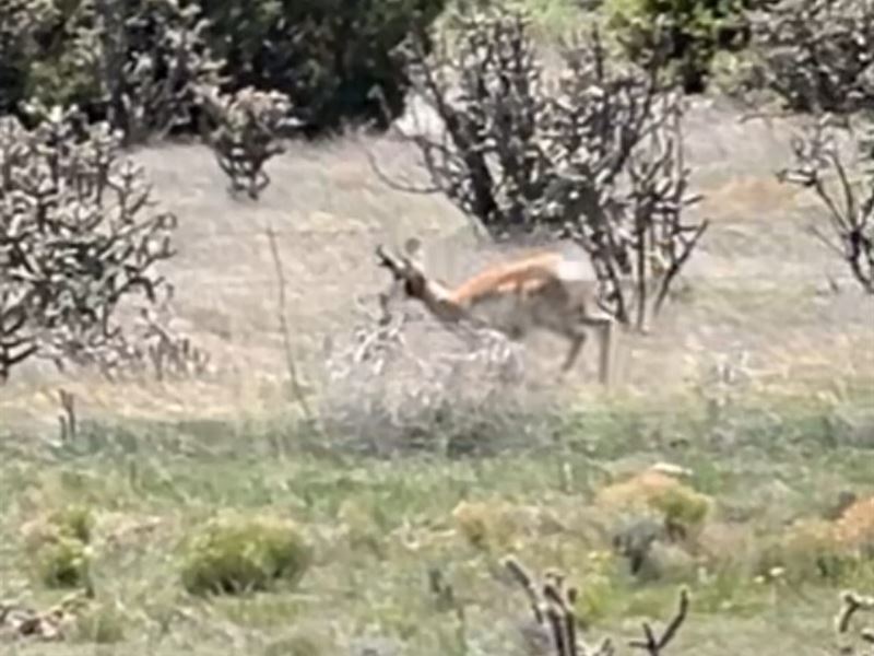 Mountainair Home with 80 Acres : Mountainair : Torrance County : New Mexico