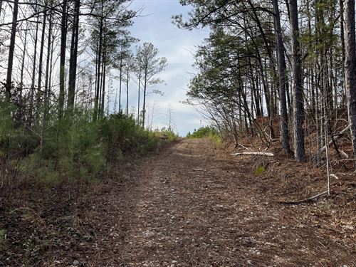Grey Hill Tract 1, 57 Acres : West Blocton : Bibb County : Alabama