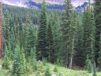 Secluded 10 Acre Mountain Getaway : Gunnison : Colorado