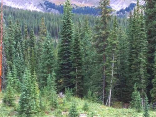 Secluded 10 Acre Mountain Getaway : Gunnison : Colorado