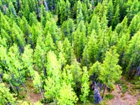 10 Acres of Private Mountain Beauty : Gunnison : Colorado