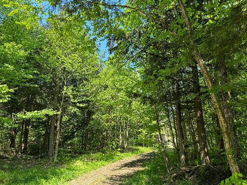 Tug Hill Woodlands & Beaver Pond : Lewis : New York