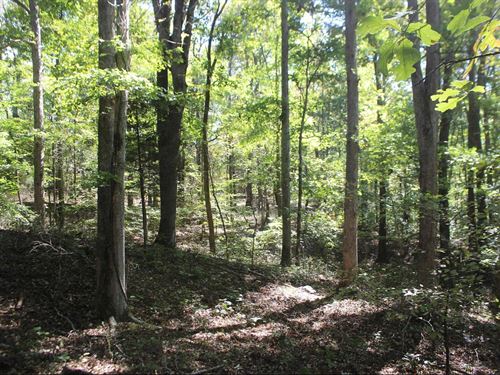 21.63 Wooded Acres Belton, KY : Belton : Muhlenberg County : Kentucky