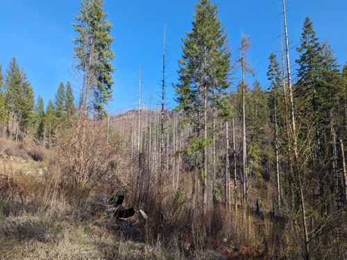 Coyotes by Orapaken : Fruitland : Stevens County : Washington