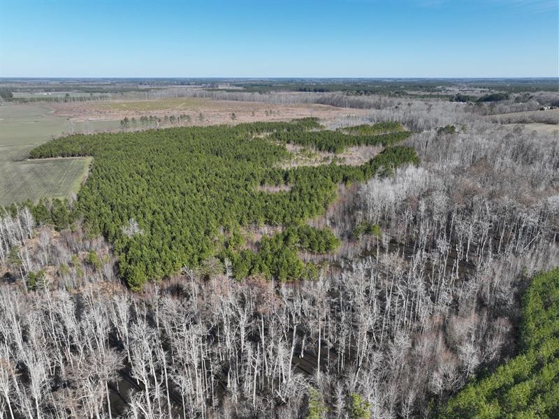 Updated, 234.44 Acres Farm and Re : Corapeake : Gates County : North Carolina