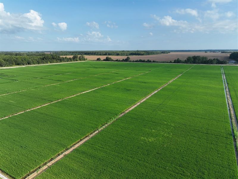 Dry Bayou Farm : Crowder : Quitman County : Mississippi